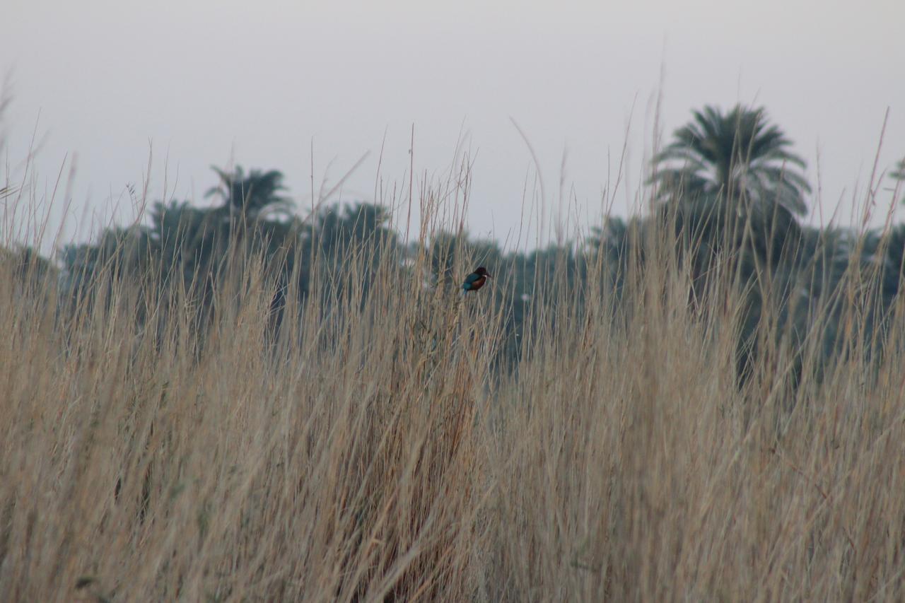 Kom El Dikka Agri Lodge ‘Izbat an Nāmūs Exteriér fotografie